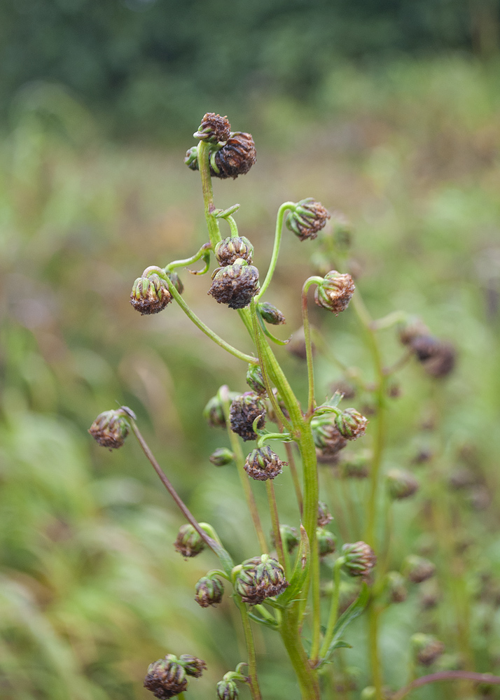 Изображение особи Artemisia arctica.