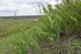 Polygonatum odoratum