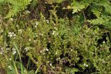 Euphrasia maximowiczii