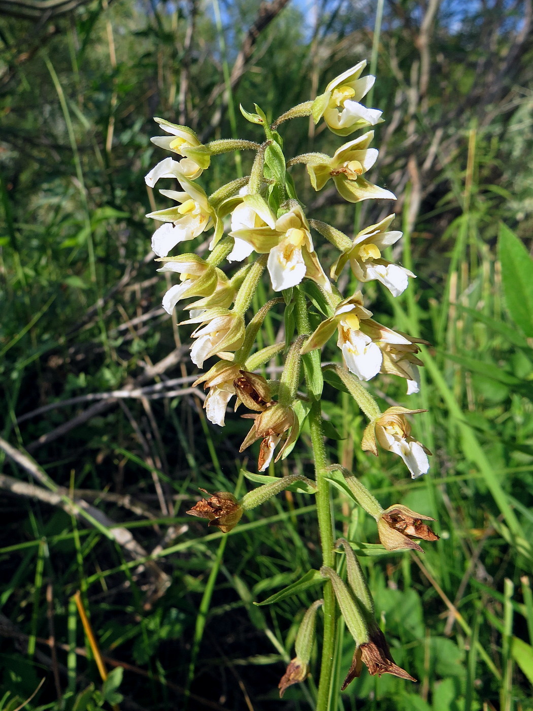 Image of Epipactis palustris specimen.