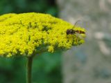 Achillea filipendulina