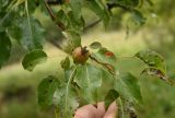 Pyrus caucasica