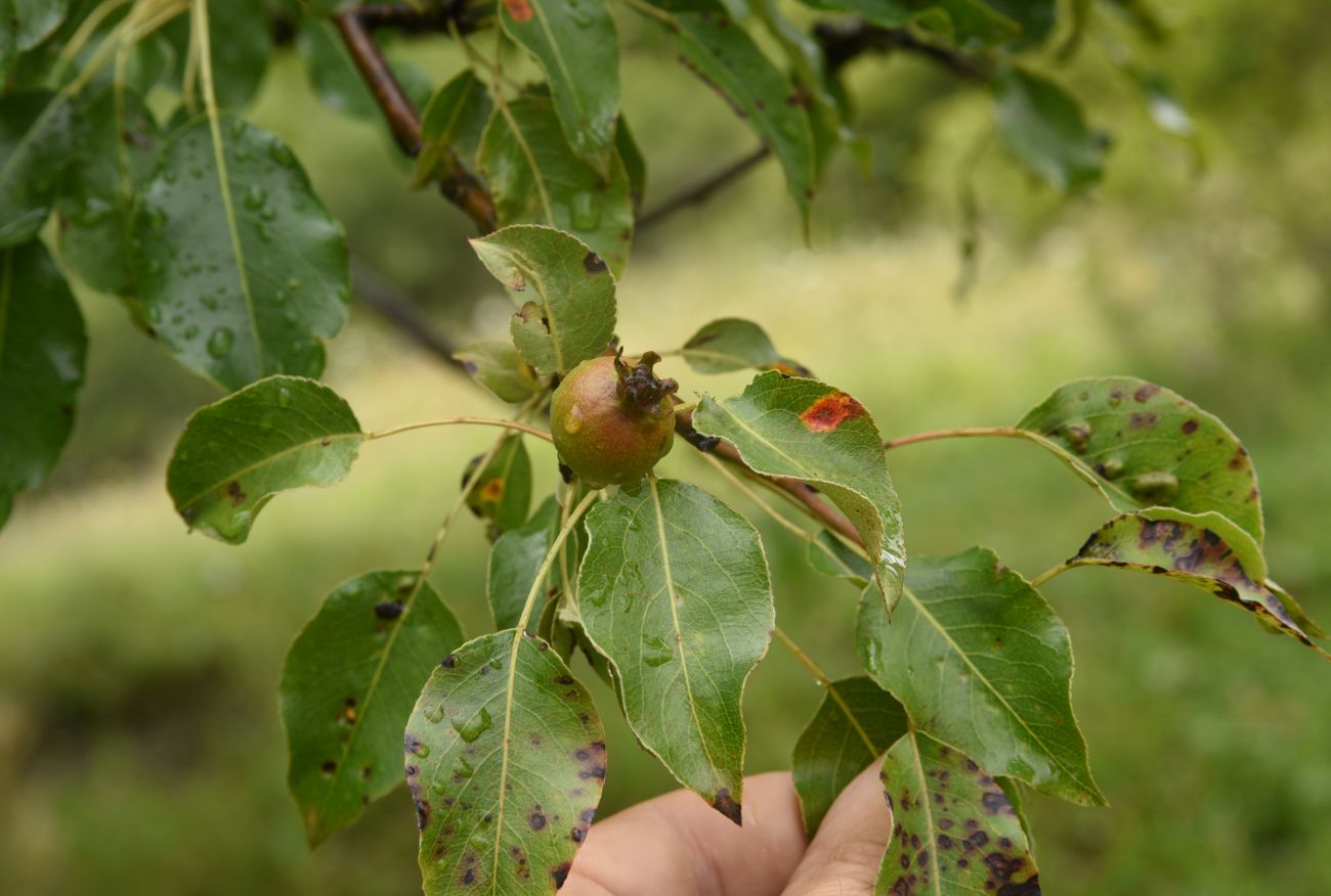 Image of Pyrus caucasica specimen.