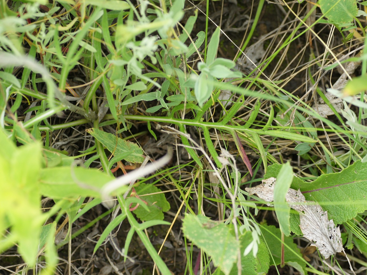 Image of genus Jurinea specimen.