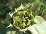 Helianthus annuus