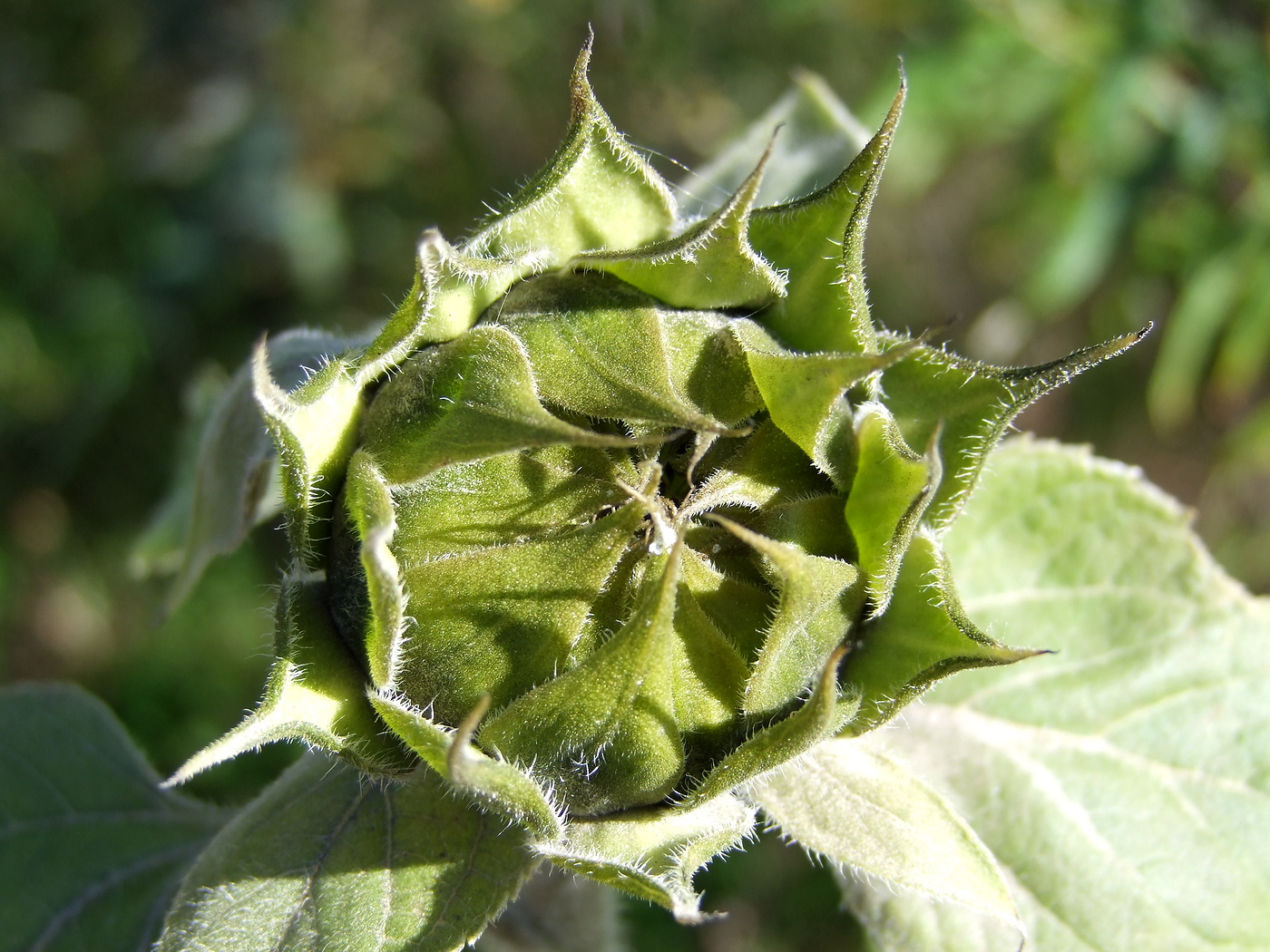 Image of Helianthus annuus specimen.