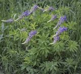 Lupinus polyphyllus