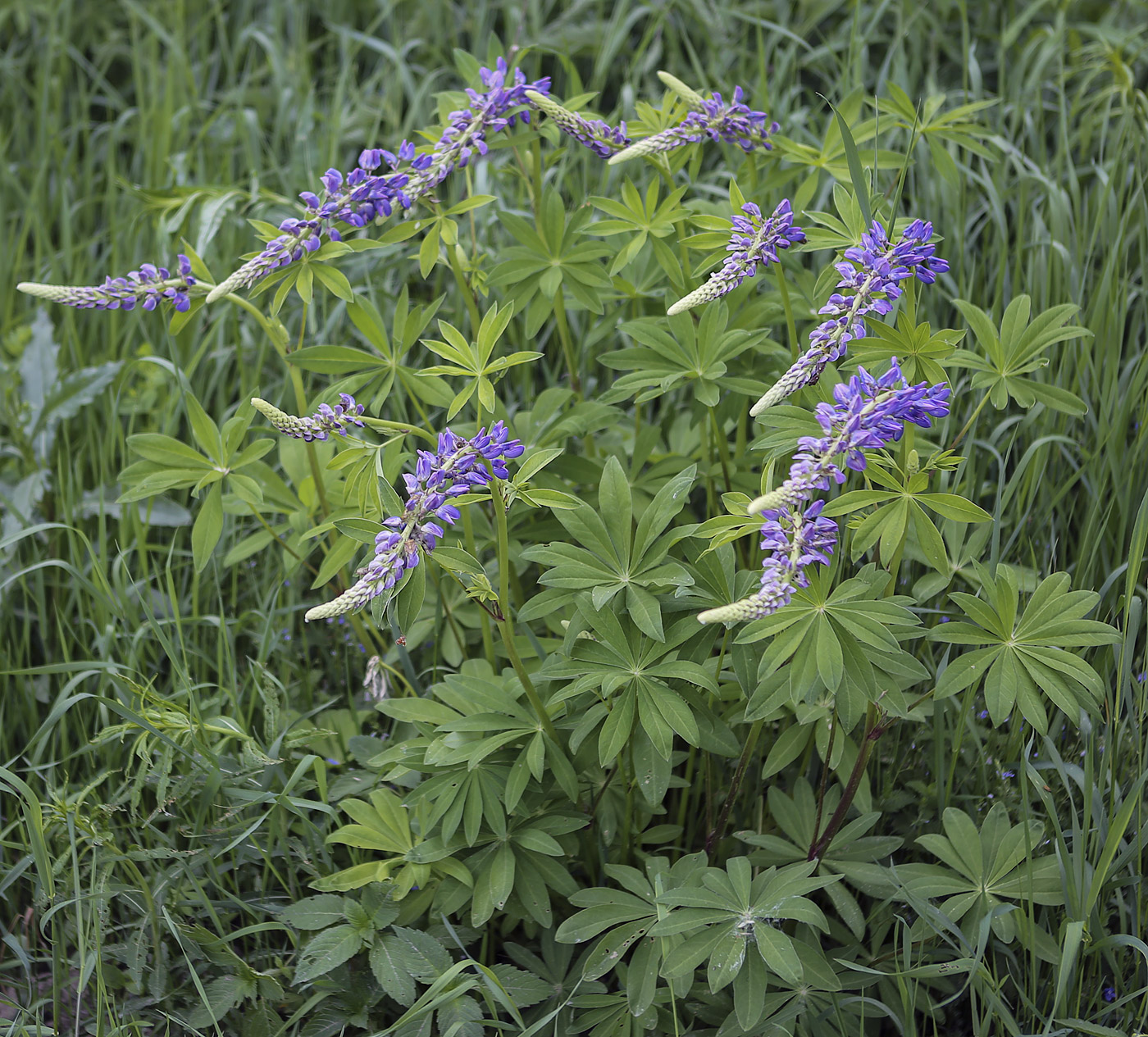 Изображение особи Lupinus polyphyllus.