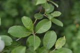 Salix caprea. Листья. Республика Ингушетия, Джейрахский р-н, ур. Кязи, выс. 1880 м н.у.м, край оврага. 22 июля 2022 г.