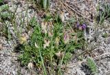 Oxytropis nuda. Цветущее и плодоносящее растение с кормящейся бабочкой (Parnassius sp.). Хакасия, Ширинский р-н, окр. с. Ефремкино, скалы Тогыз-Аз, подножие степного склона. 07.06.2022.