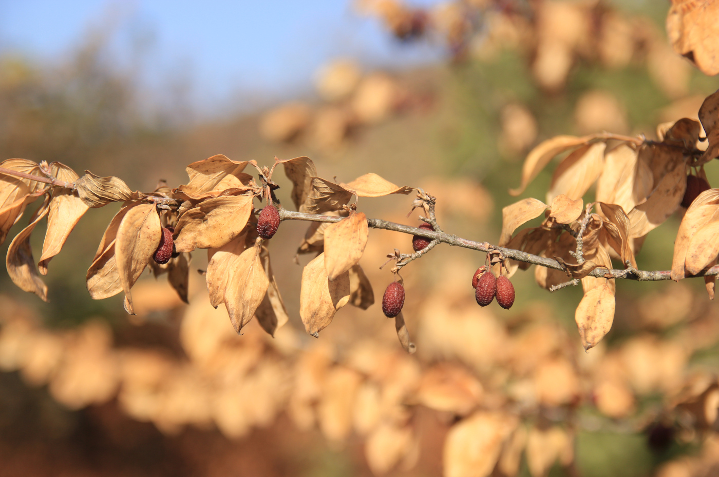 Image of Cornus mas specimen.