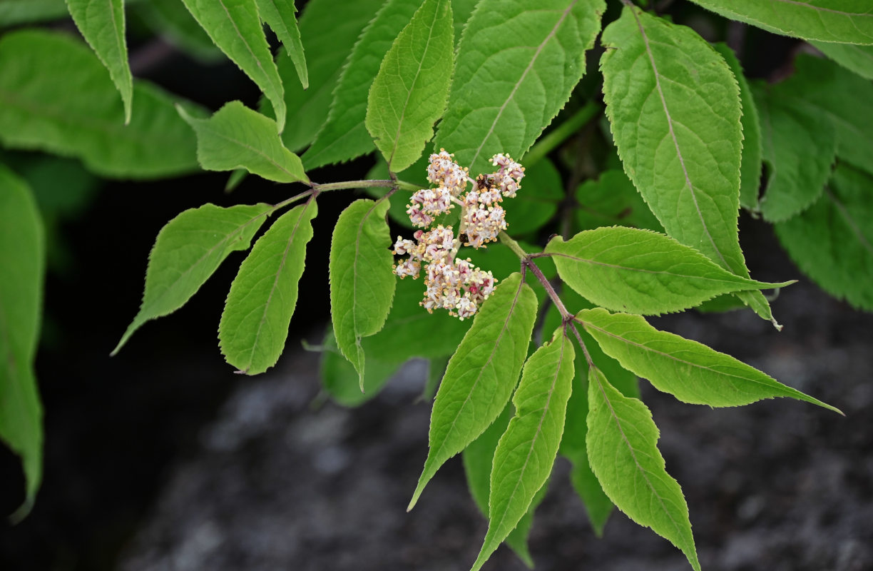 Image of Sambucus sibirica specimen.