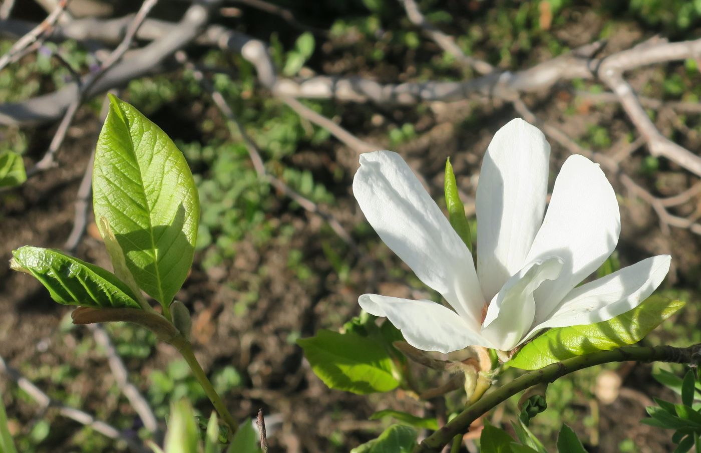 Image of Magnolia kobus specimen.