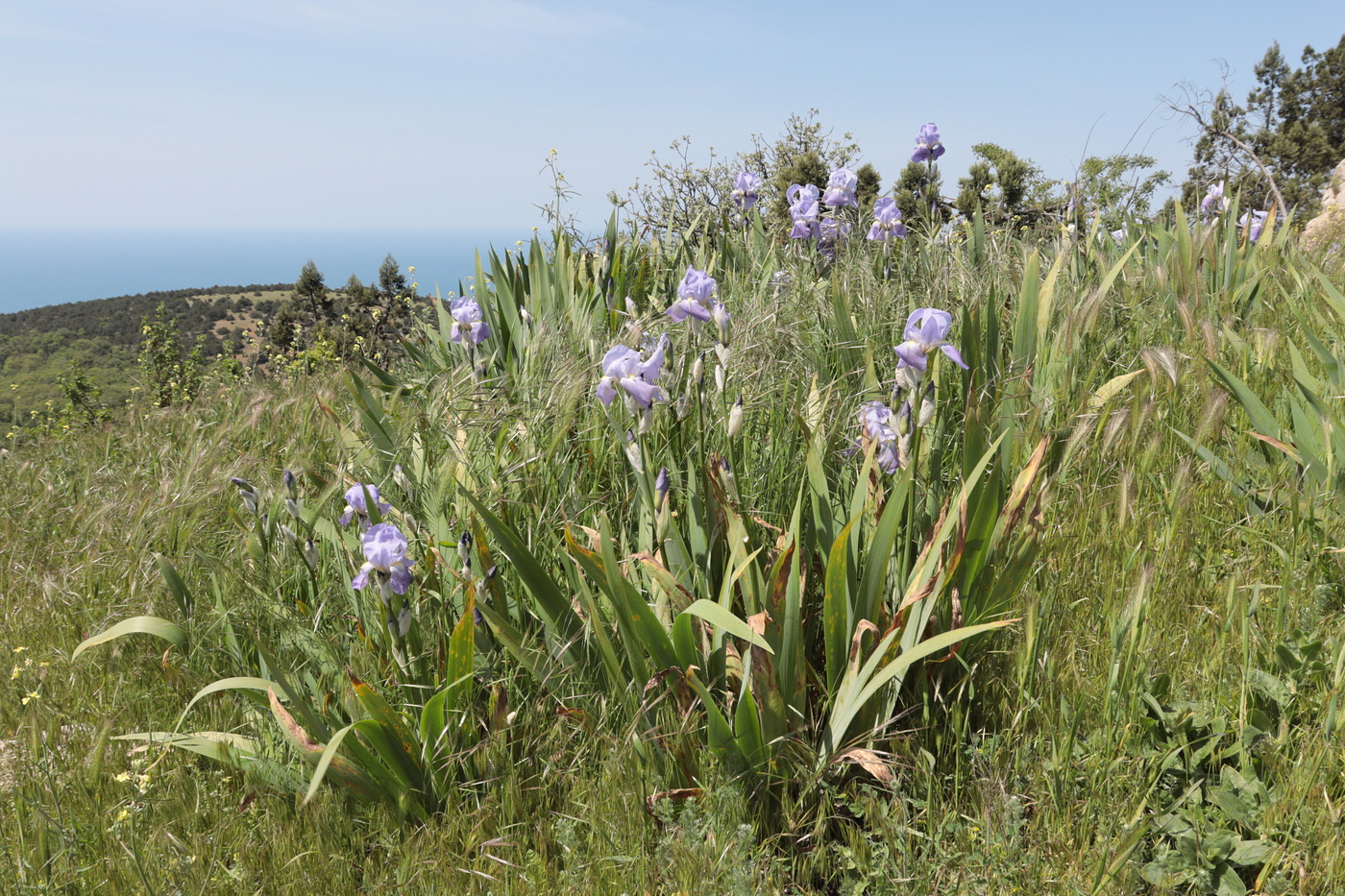 Image of Iris pallida specimen.