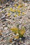 Fergania polyantha. Цветущее растение. Таджикистан, Согдийская обл., Исфара, глинисто-каменистый склон. 1 мая 2023 г.