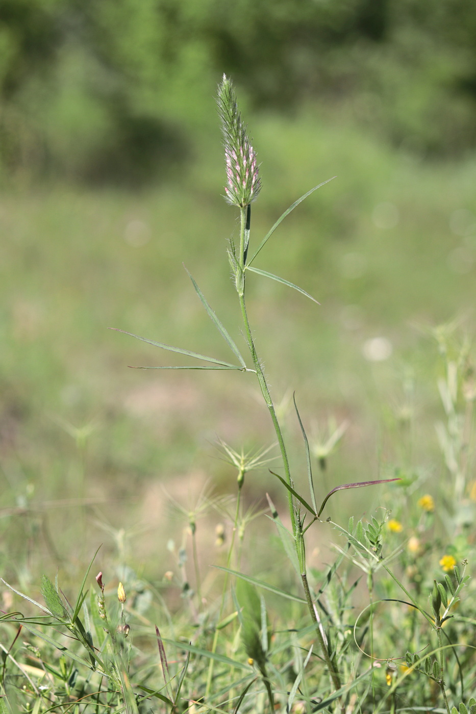 Изображение особи Trifolium angustifolium.