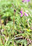 Luzula multiflora ssp. sibirica