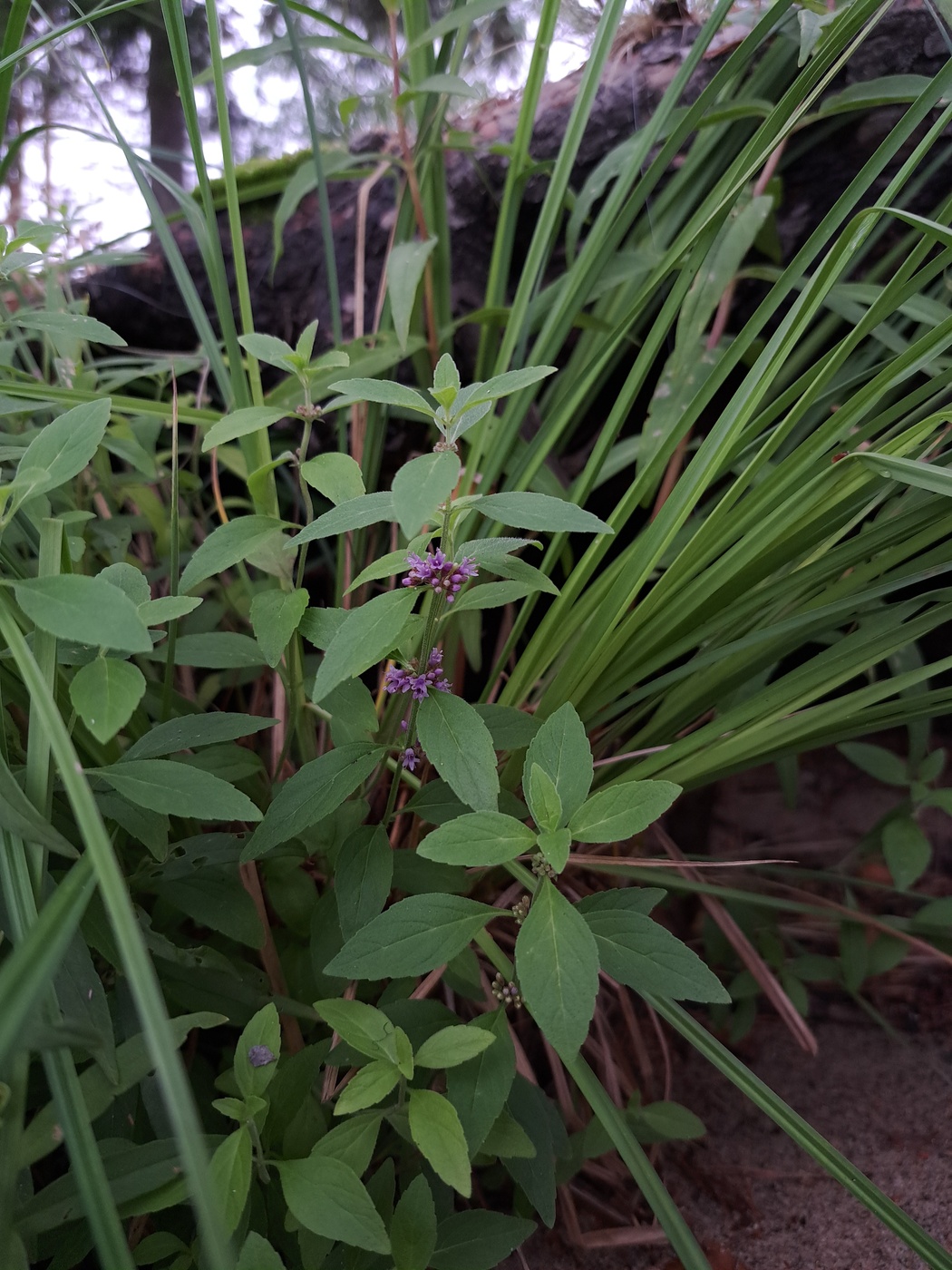 Image of Mentha arvensis specimen.