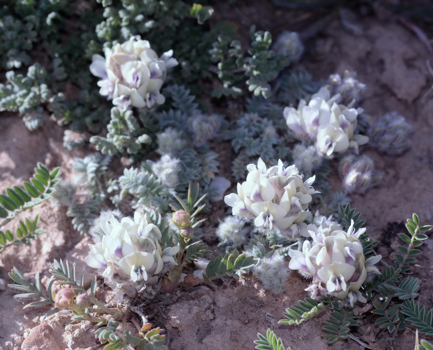 Image of Oxytropis alajica specimen.