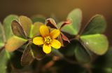 Oxalis corniculata