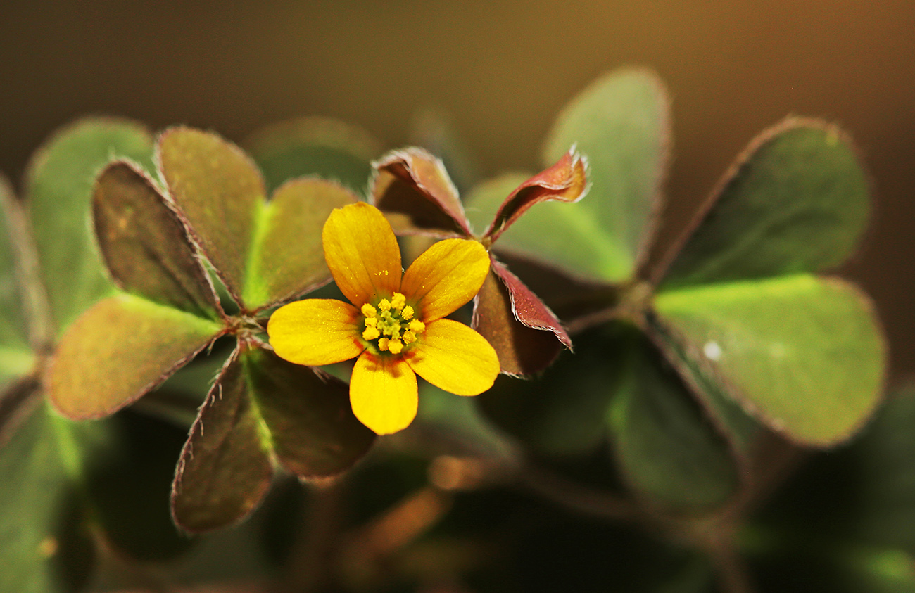 Изображение особи Oxalis corniculata.