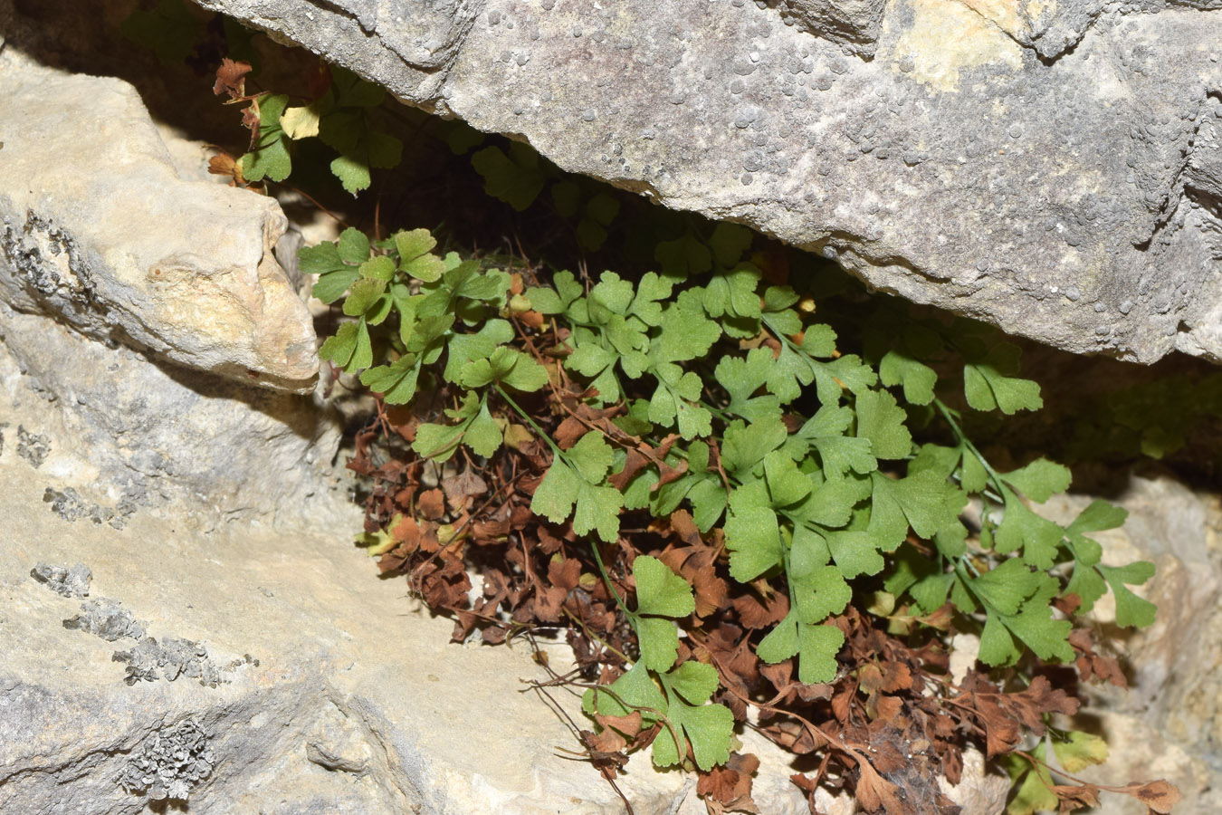 Image of Adiantum capillus-veneris specimen.