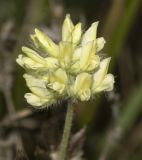 Oxytropis pilosa