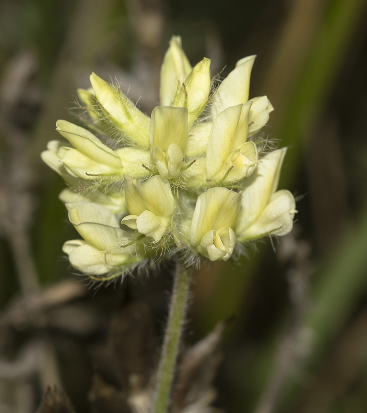 Изображение особи Oxytropis pilosa.