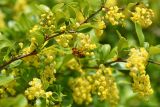 Berberis iliensis. Побеги с соцветиями и фуражирующей пчелой. Казахстан, Алматинская обл., хр. Торайгыр, каньон по правому берегу р. Чарын в 3 км к с.-в. от ур. Куртогай, закустаренный берег ручья на дне каньона. 27 мая 2023 г.