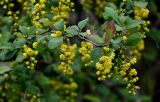 Berberis vulgaris. Верхушка ветви с соцветиями. Дагестан, Сергокалинский р-н, долина р. Кака-Озень, каменистый склон. 04.05.2022.