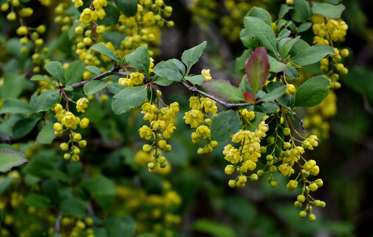 Image of Berberis vulgaris specimen.