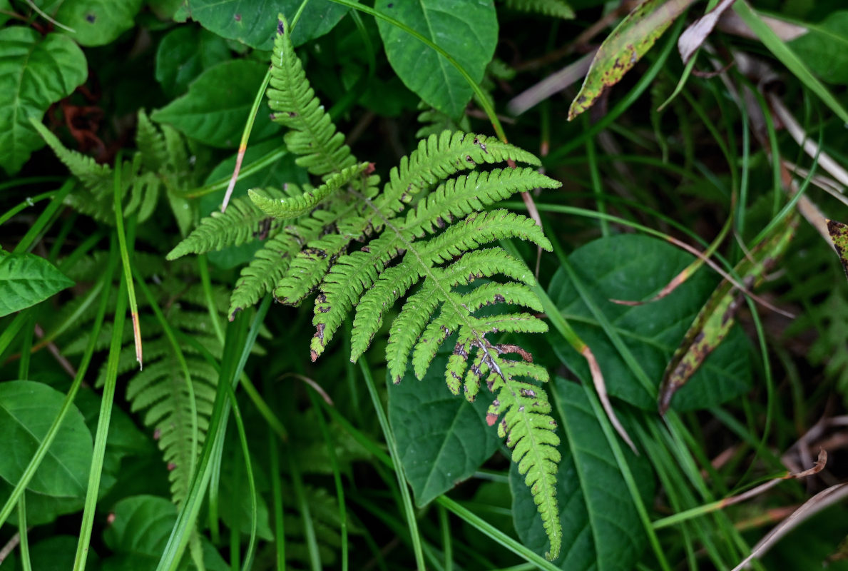 Image of Phegopteris connectilis specimen.
