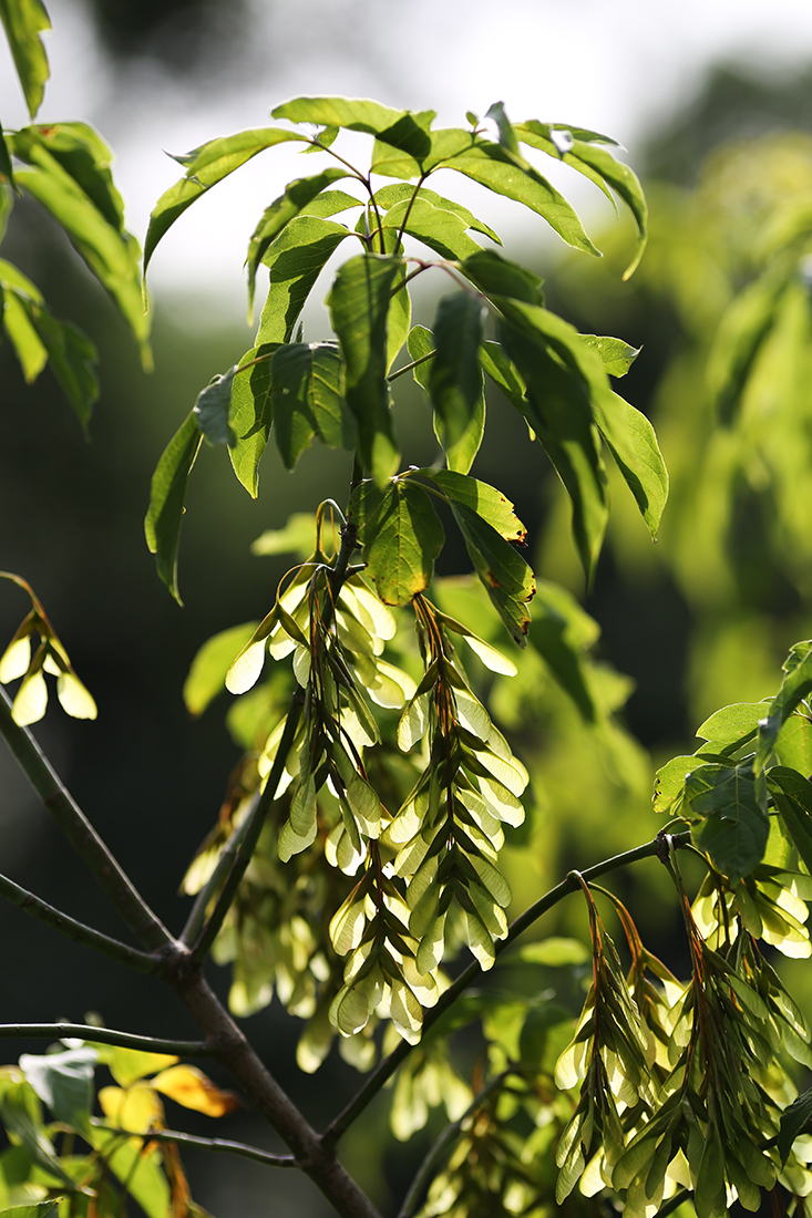 Image of Acer negundo specimen.