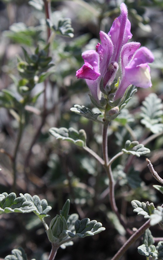 Image of Scutellaria grandiflora specimen.