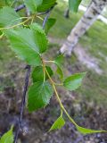 Betula litwinowii