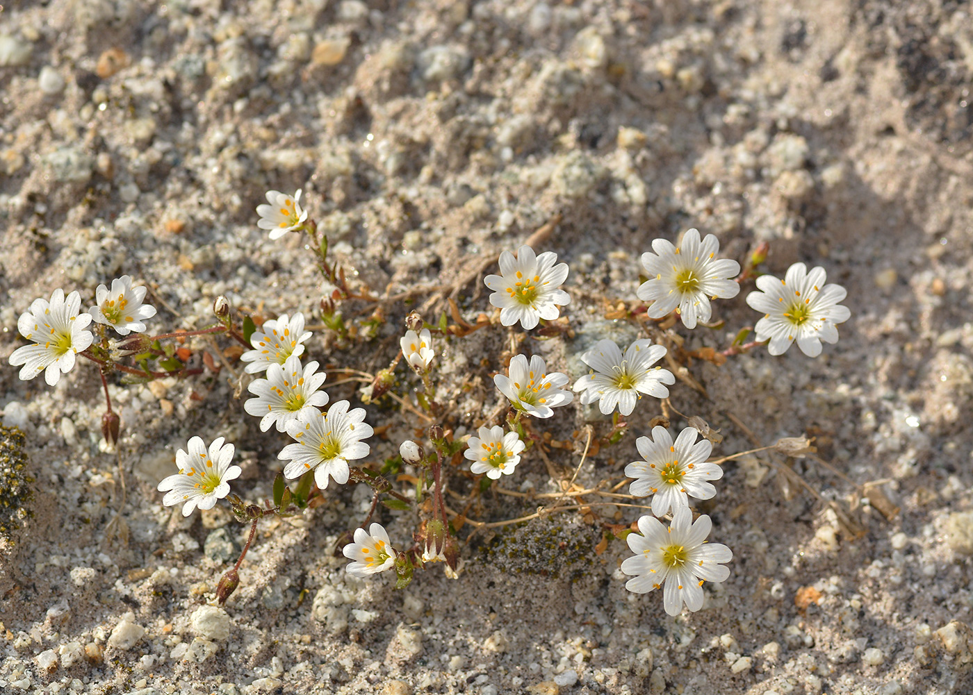 Изображение особи Dichodon cerastoides.