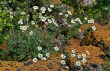 Pyrethrum glanduliferum