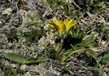 род Taraxacum