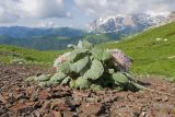 Jurinella moschus. Цветущее растение. Адыгея, Кавказский биосферный заповедник, гора Гузерипль, ≈ 2150 м н.у.м., осыпной склон из ожелезнённого слабокарбонатного песчаника с обломками сидерита. 28.06.2023.