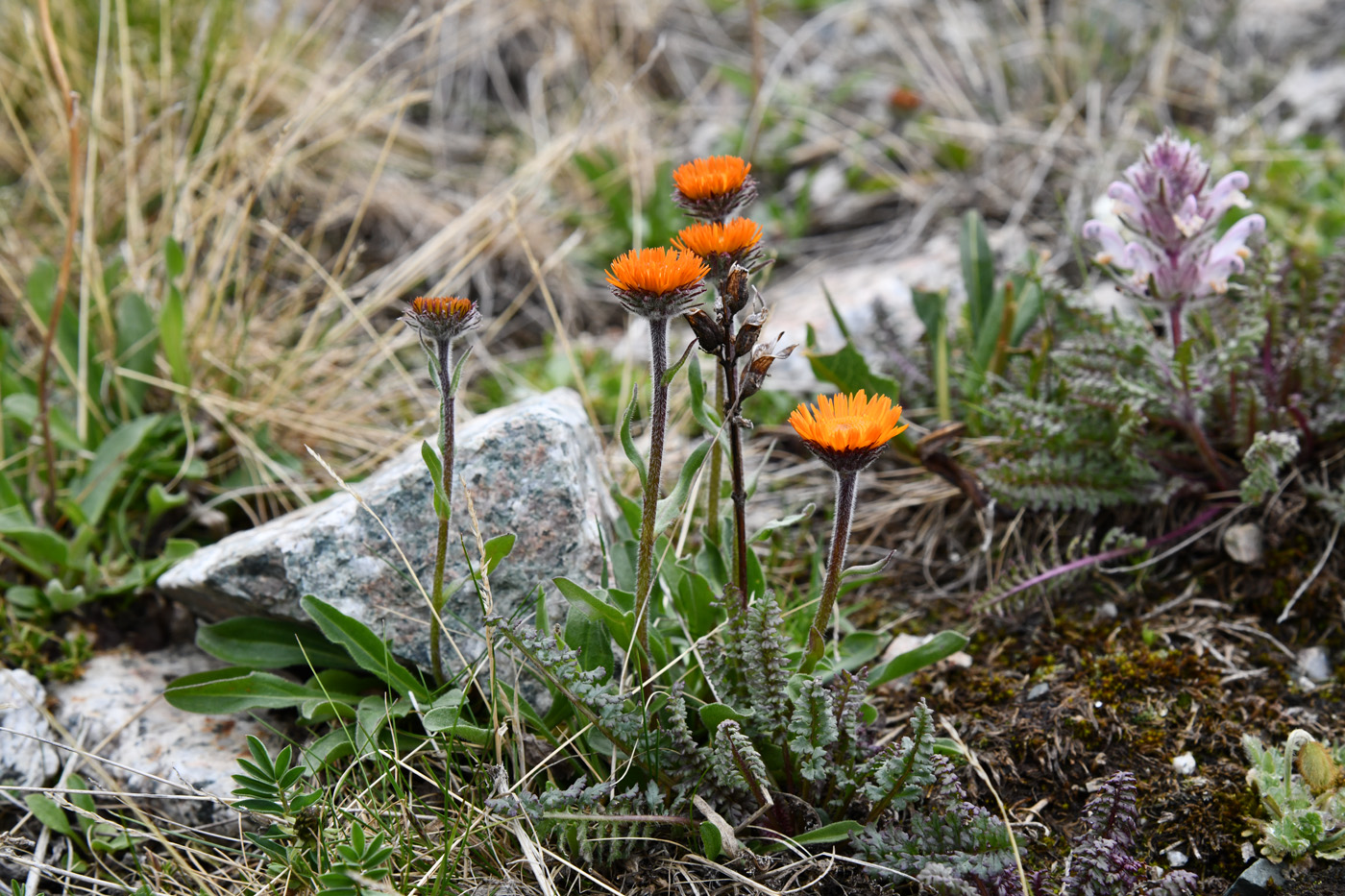 Image of Erigeron aurantiacus specimen.