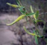 Salix triandra. Мужское соцветие и листья. Пермский край, Оханский р-н, Тулумбаихинское сельское поселение, Кунчурихинский бор, песчаный берег. 03.05.2023.