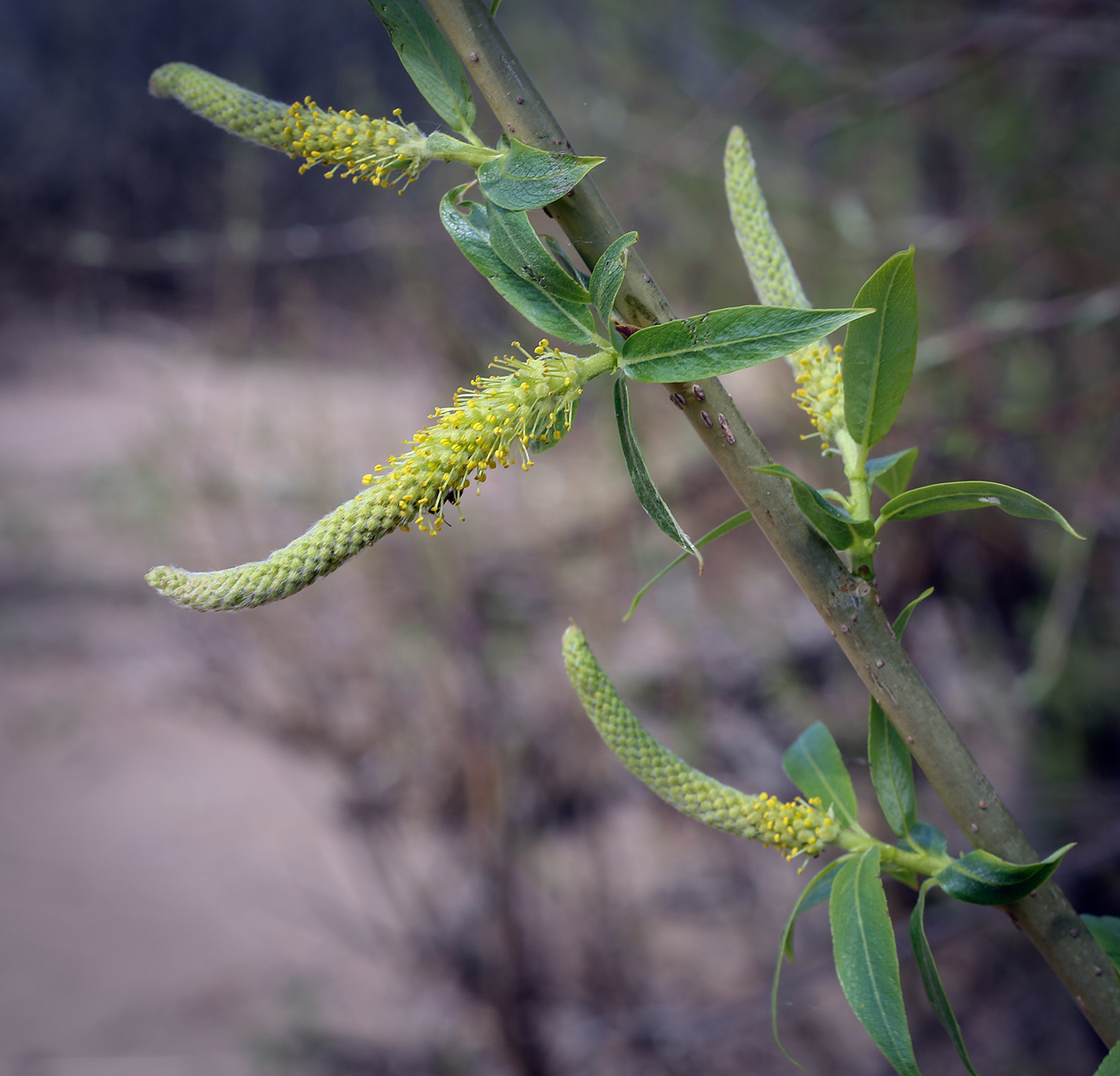 Image of Salix triandra specimen.