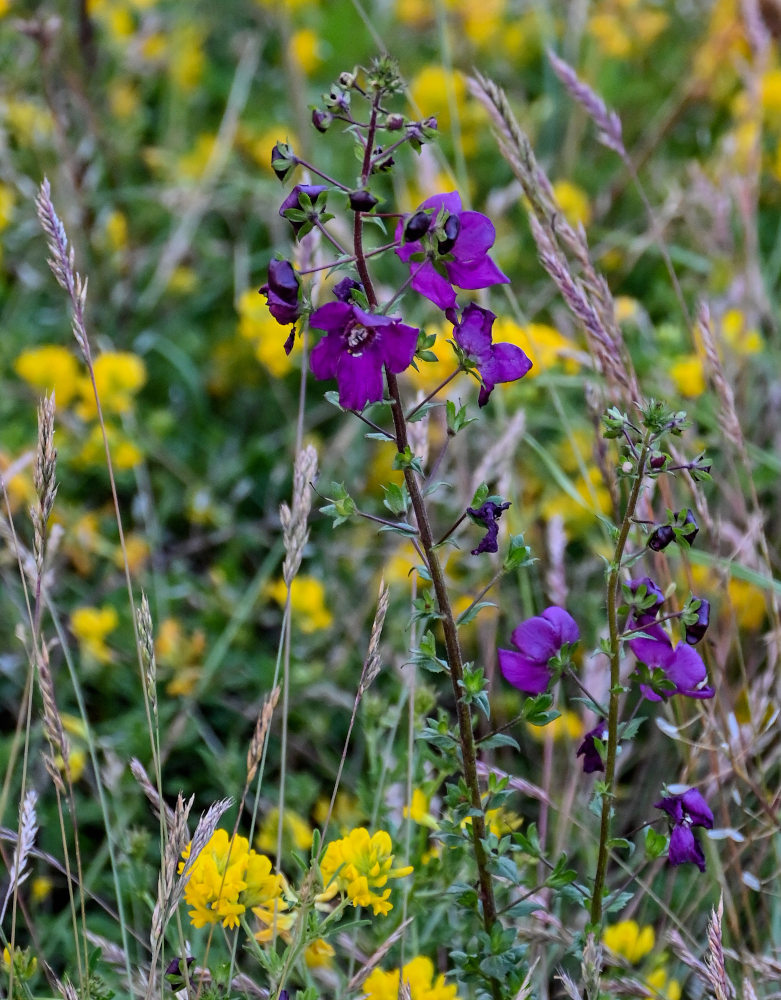 Image of Verbascum phoeniceum specimen.