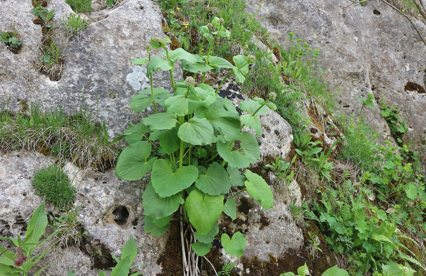 Image of Valeriana tiliifolia specimen.