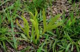Falcaria vulgaris