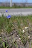 Centaurea cyanus