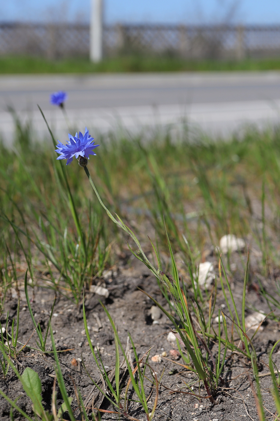 Изображение особи Centaurea cyanus.