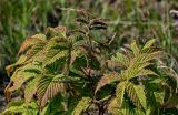 Aruncus dioicus