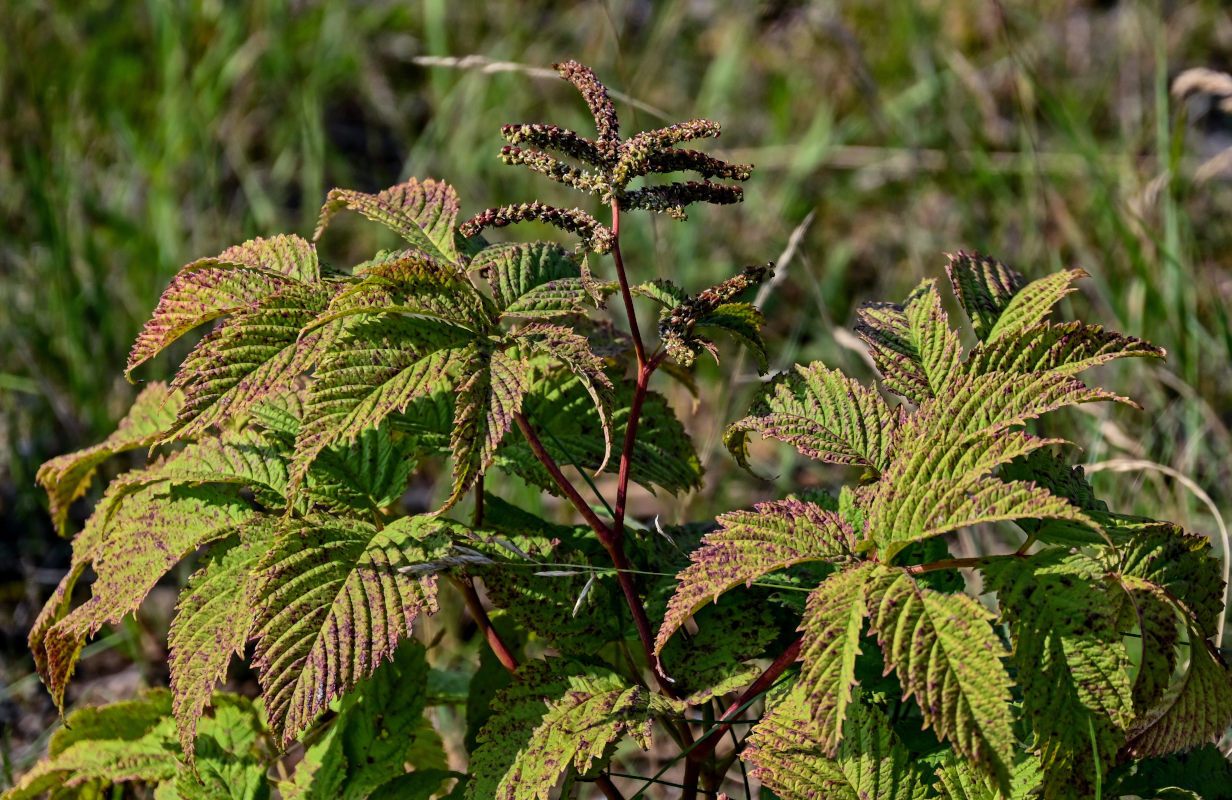 Изображение особи Aruncus dioicus.