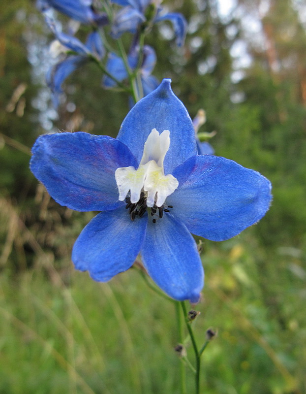 Изображение особи род Delphinium.